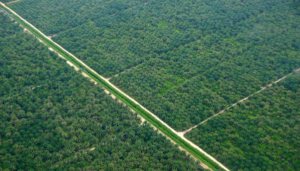 Oil palm plantations outside Miri, Sarawak, Malaysia. Photo: Mia Bennett